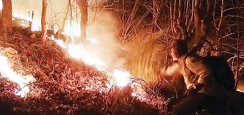 जंगलातील वणव्यांमुळे बिबट्यांची ‘भागमभाग’; मानव-प्राणी संघर्ष तीव्र