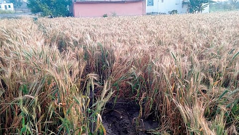 अवकाळीमुळे गहू, कांदा उत्पादक चिंतेत
