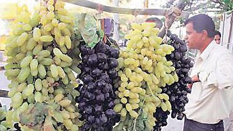 इस्राईल युद्धाचा द्राक्ष निर्यातीला फटका! मालवाहतूक खर्चात वाढ