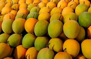 हापूस वाढवणार नववर्षाची गोडी : गेल्या पाच वर्षांतील उच्चांकी आवक