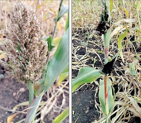 भोरमध्ये ज्वारीवर रोगाचा प्रादुर्भाव : ढगाळ वातावरणाचा परिणाम