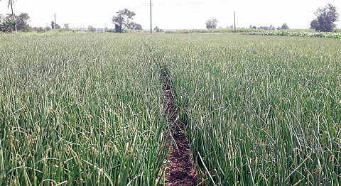 Onion crop : वाढतं तापमान कांदा पिकाच्या मुळावर; शेतकरी संकटात