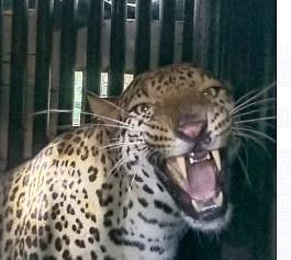 Leopard News : नारायणगावात मादी बिबट जेरबंद !