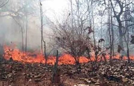 वणव्यांमुळे वनसंपदा लयाला : समाजकंटकांकडे वन विभागाचे दुर्लक्ष