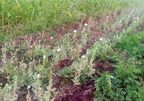 नामी शक्कल! मक्याच्या पिकात अर्धा एकर अफूची शेती; तिघे पोलिसांच्या ताब्यात