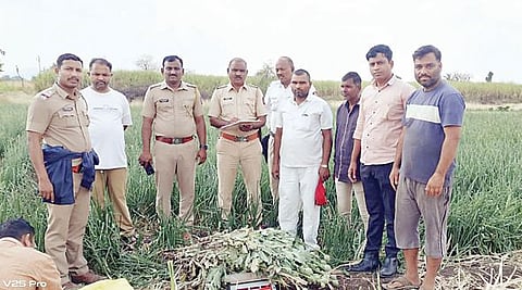 मावडी कडेपठार येथे अफूची शेती : दोघांवर पोलिसांची कारवाई