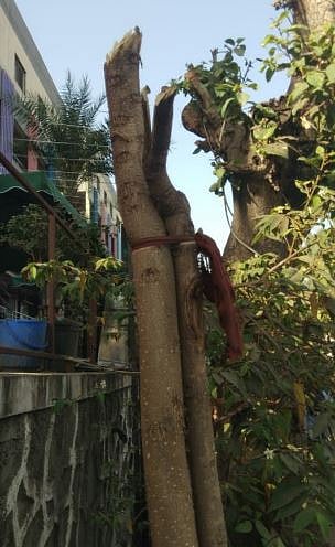 रात्रीच्या सुमारास झाडांची कत्तल : नागरीकांकडून चौकशीची मागणी