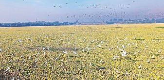 भीमा नदीपात्राला जलपर्णीच्या बेड्या; नदीकाठचे ग्रामस्थ दुर्गंधीमुळे त्रस्त