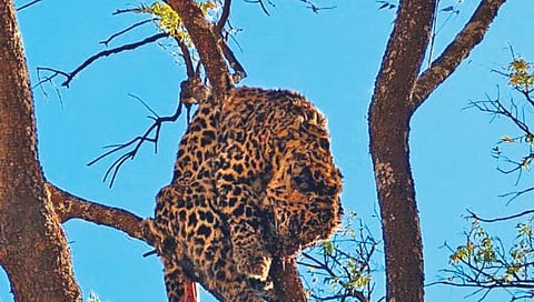 अजिंक्यतार्यावर मुलीचा आणि बिबट्याचा मृतदेह