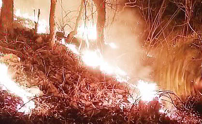 सिंहगडच्या जंगलाला वणव्यांचे ग्रहण : वन्यप्राण्यांची नागरी वस्त्यांमध्ये धाव