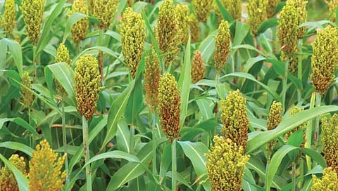 ज्वारी बाजारात येताच भाव उतरले, बळीराजाचे हात पुन्हा कोरडेच…!