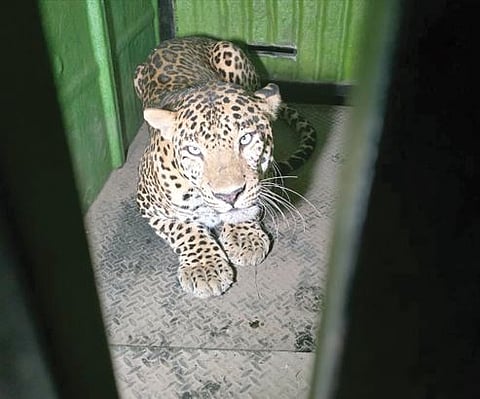 पसार बिबट्या 36 तासांनंतर पिंजर्यात; थर्मल सेन्सर ड्रोनच्या मदतीने शोध