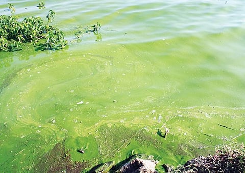 ‘उजनी’वर फिशमाफियांचा कब्जा..