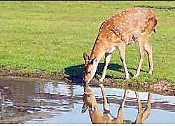 वणव्यांचा कहर; वन्यप्राण्यांची वस्त्यांकडे धाव