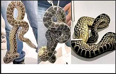 अॅनाकोंडा जप्त