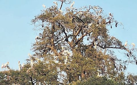 यंदाही ’चित्रबलाक’चे गोकूळ इंदापुरात : पक्षीप्रेमींना मोठी पर्वणी