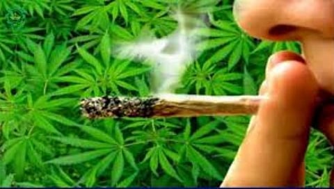 रावेर तालुक्यात 6 लाखांची गांजाची झाडे जप्त, संशयिताला अटक