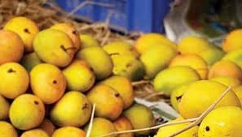 पिंपळनेर : यंदा गावरान आंब्याची गोडी मिळणे कठीणच; कैरीचाही तुटवडा जाणवणार