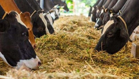 नाशिक : जिल्ह्यात १५ जूनपर्यंत पुरेल इतकाच चारा शिल्लक; पुढे काय भेडसावतोय प्रश्न