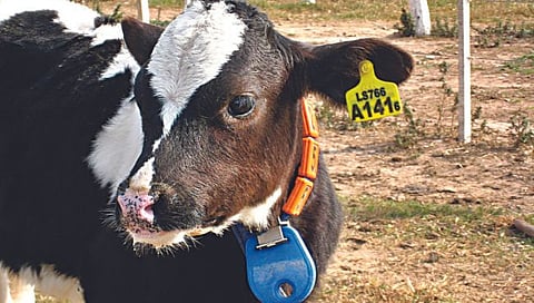 Ear Tagging for Animal : पशुधनांना आता ईअर टॅगिंग बंधनकारक