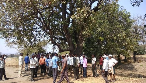 Dhule News | बारीपाडा जंगलातील 415 महू वृक्षांच्या फुलांचा लिलाव, बत्तीस वर्षाची परंपरा