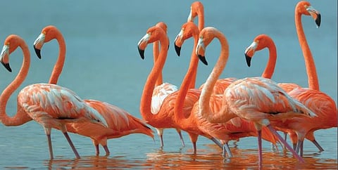 फ्लेमिंगो