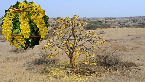 बदलत्या ऋतुचक्राला वातावरणाचा फटका! बहावा फुलला दीड महिनाअगोदरच; पावसाळा लवकर होण्याचे संकेत