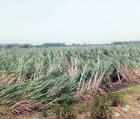 अवकाळी पावसाचे बारामतीत थैमान : ऊस भुईसपाट