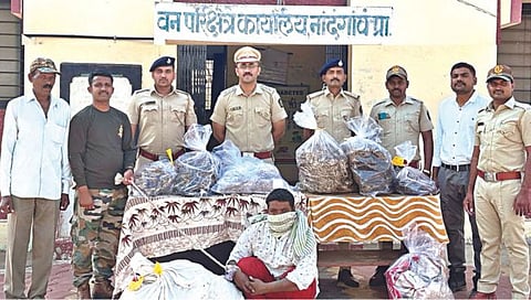 नाशिक : इंद्रजाल व घोरपडीची जोडीची अवैध विक्री करताना ताब्यात घेतलेल्या संशयितासह उपवनसंरक्षक उमेश वावरे, सहा. वनरक्षक अक्षय म्हेंत्रे, वनपरिक्षेत्र अधिकारी नांदगाव एस.एस.ढोले यांचेसह वनविभागाचे अधिकारी कर्मचारी आदी