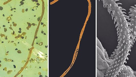 अम्बरमध्ये अडकलेली 10 कोटी वर्षांपूर्वीची पट्टकृमी