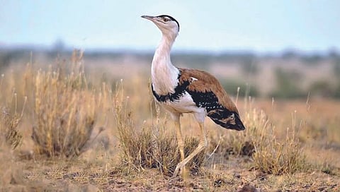 पर्यावरणस्नेही निर्णय