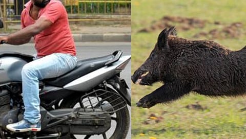 भंडारा : रानडुकरांची दुचाकीला धडक, युवकाचा मृत्यू