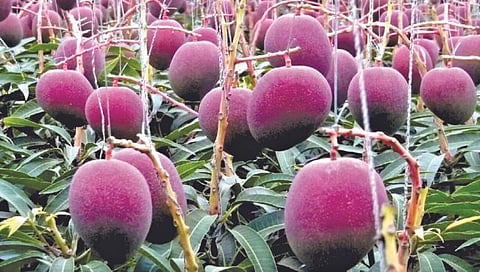 जपानमध्ये पिकवला जातो जांभळा आंबा!