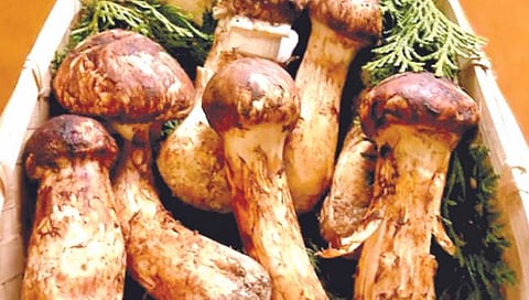 Mushrooms : सर्वात महागडे मशरूम!