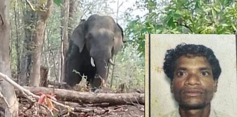 हत्तीच्या हल्यात शेतकरी ठार; भामरागड तालुक्यात दहशत