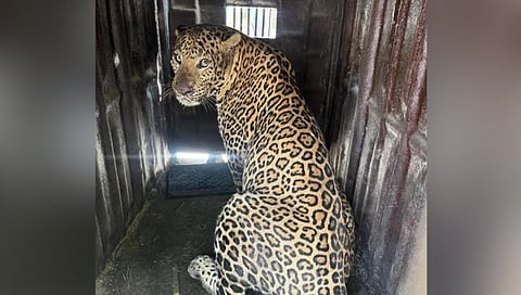 पुणे : शिरोली खुर्द येथील बालिकेवर हल्ला करणारा बिबट्या अखेर जेरबंद