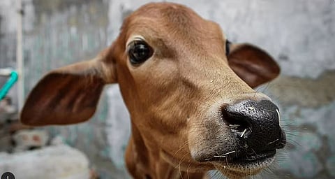 लाखो गुरांचा बळी घेणाऱ्या Lumpy Skinचा उद्रेक कसा झाला? संशोधकांनी शोधले उत्तर