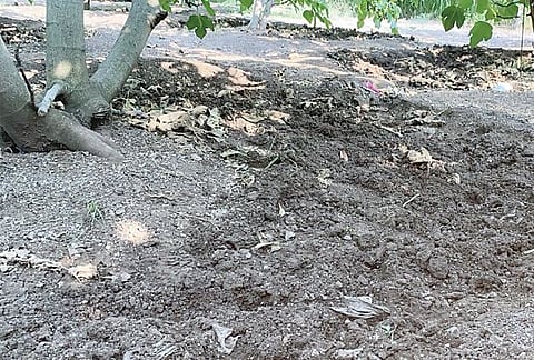 सोनोरीत रानडुकरांकडून अंजीरबागांचे नुकसान : शेतकरी मेटाकुटीला