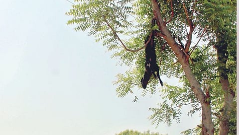 सांगली : कवलापुरात अमावास्येला अघोरी प्रकार; बोकडास झाडाला उलटे टांगले, तडफडून मृत्यू