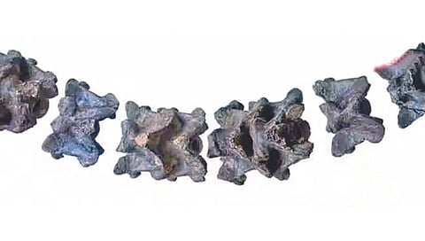 भारतात वावरत होते महाकाय सर्प