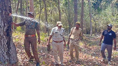 झाडातून बाहेर आला पाण्याचा फवारा!