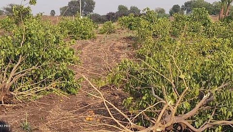 बीड: ताडसौन्ना येथे पाण्याअभावी २ एकरातील मोसंबीची बाग उपटली