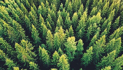 वनसंपदा वर्तवणार पृथ्वीवरील सौर वादळाचा अंदाज