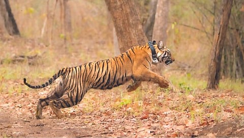 निसर्गमुक्त केलेली हीच ती एनटी ३ वाघीण