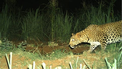 कोल्हापूर : कुंभारवाडीमध्ये सलग दोन रात्री बिबट्याचा मानवी वस्तीत वावर