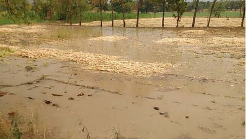 परभणी : ताडकळस येथील शेतकऱ्यांना नोव्हेंबरमधील ‘अवकाळी’च्या अनुदानाची प्रतीक्षाच