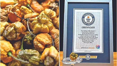 सर्वात तिखट मिरचीचे घेतले पीक!