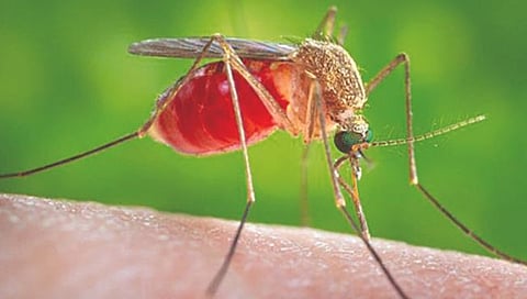 उन्हाळ्याच्या दिवसांमध्ये डास जास्त का चावतात?