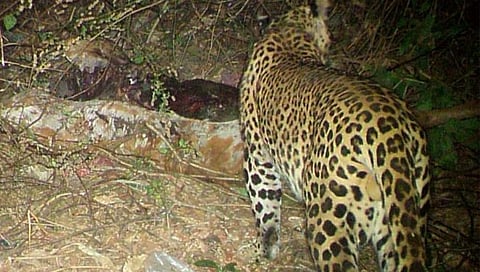 कोल्हापूर: विशाळगडावर बिबट्याकडून गायीचा फडशा; नागरिकांत भीतीचे वातावरण