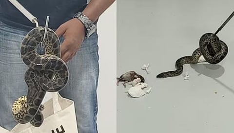 विमानातून १० ॲनाकोंडांची तस्करी; बेंगळुरूमध्ये एकाला अटक